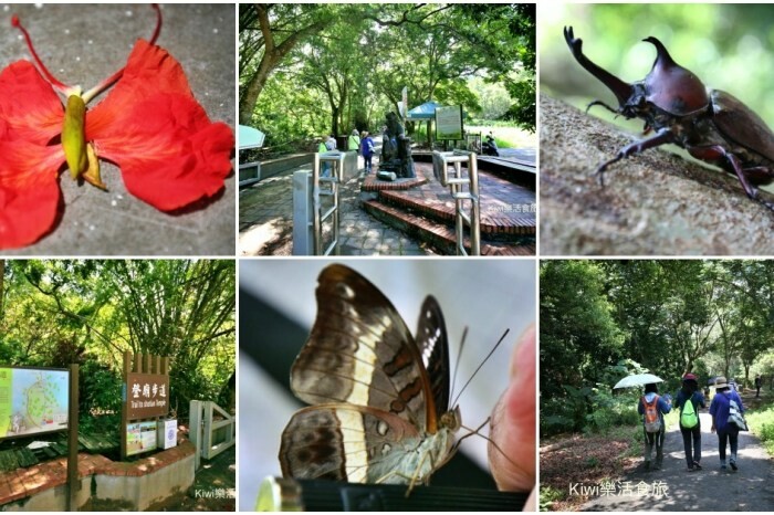埔茂花市︱彰化芬園免費景點推薦鹿角蕨、多肉植物滿滿好療癒！親子必玩景點溜滑梯.沙坑.戲水池.小動物區