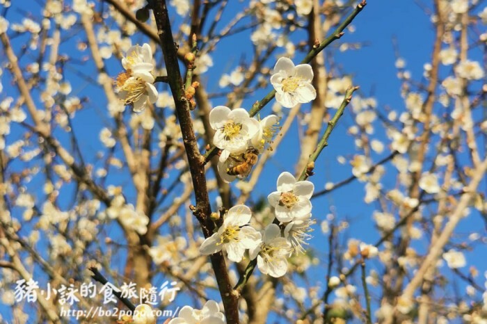 花蓮。豐濱》石門洞(March洞)(麻糬洞)熱門的自然景觀景點