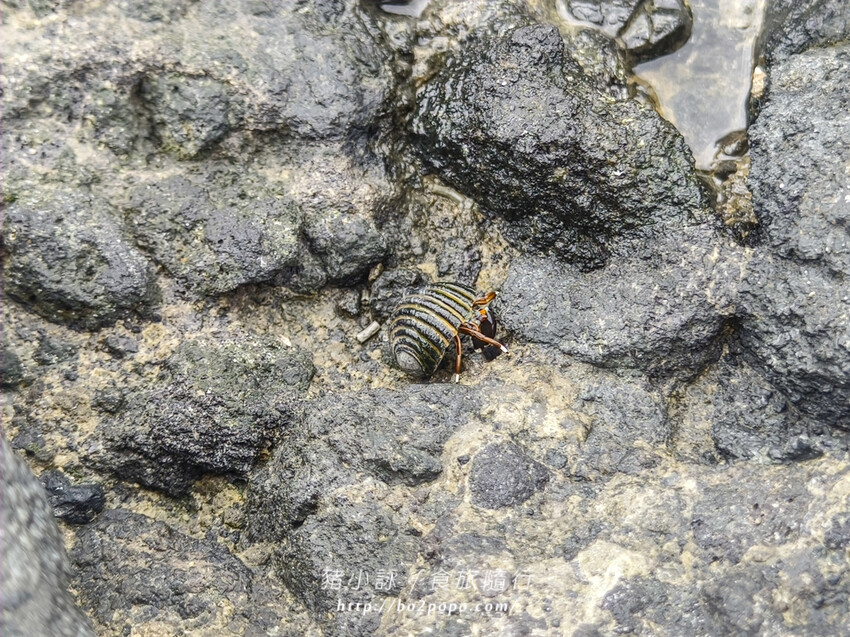 花蓮。豐濱》石門洞(March洞)(麻糬洞)熱門的自然景觀景點