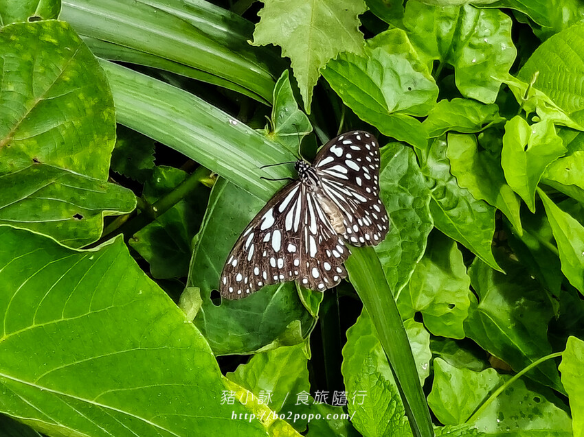 花蓮。豐濱》石門洞(March洞)(麻糬洞)熱門的自然景觀景點