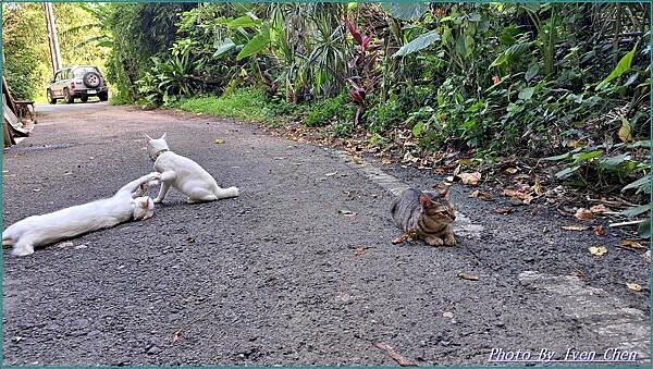 《新北休閒景觀餐廳》隱藏在平溪的山林祕境/靜雅古典人文藝術莊