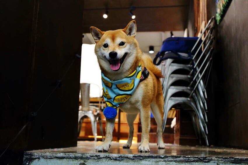 自己的地毯自己做!手作地毯Tufting初體驗!全台灣最大最 自己的地毯自己做!手作地毯Tufting初體驗!全台灣最大最