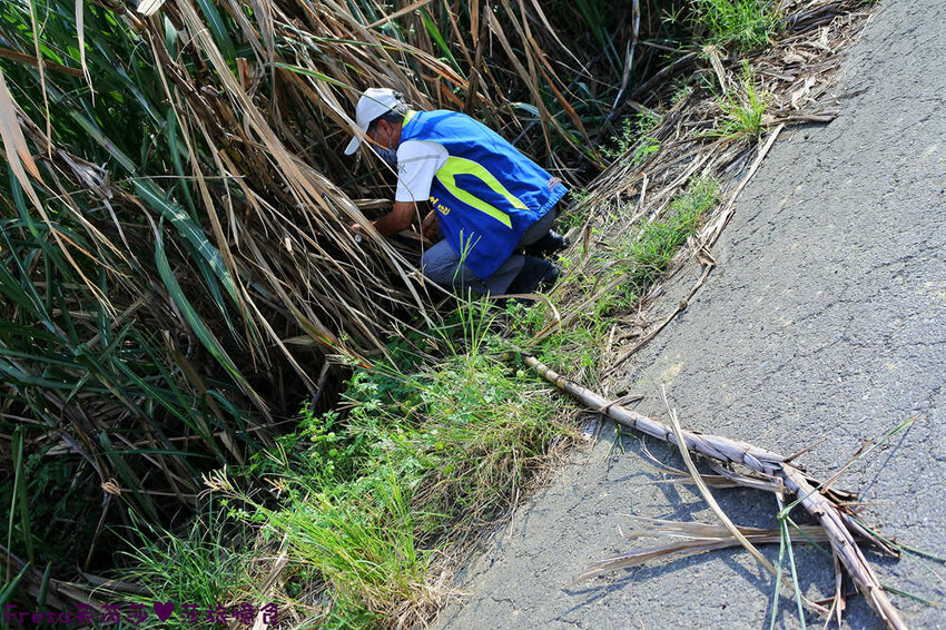 台南旅遊【東山聖賢Ｘ柳營果毅Ｘ善化溪美】農村體驗採草菇/草菇包/火龍果/甘蔗.ＤＩＹ越式春捲/黑糖粿/甘蔗榨汁│台南景點│農村社區旅遊 - Fresa芙芮莎♥莎旅憶食