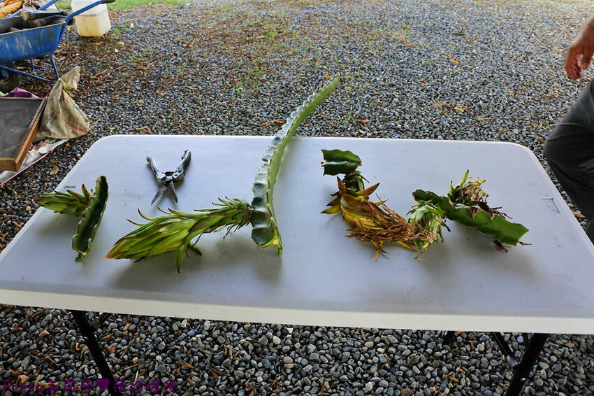 台南旅遊【東山聖賢Ｘ柳營果毅Ｘ善化溪美】農村體驗採草菇/草菇包/火龍果/甘蔗.ＤＩＹ越式春捲/黑糖粿/甘蔗榨汁│台南景點│農村社區旅遊 - Fresa芙芮莎♥莎旅憶食