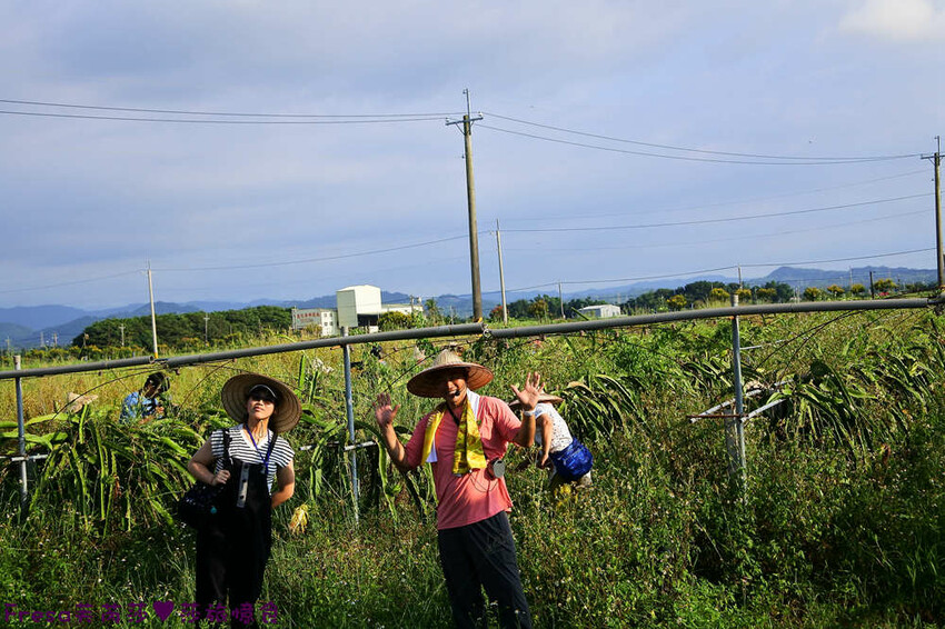 台南旅遊【東山聖賢Ｘ柳營果毅Ｘ善化溪美】農村體驗採草菇/草菇包/火龍果/甘蔗.ＤＩＹ越式春捲/黑糖粿/甘蔗榨汁│台南景點│農村社區旅遊 - Fresa芙芮莎♥莎旅憶食
