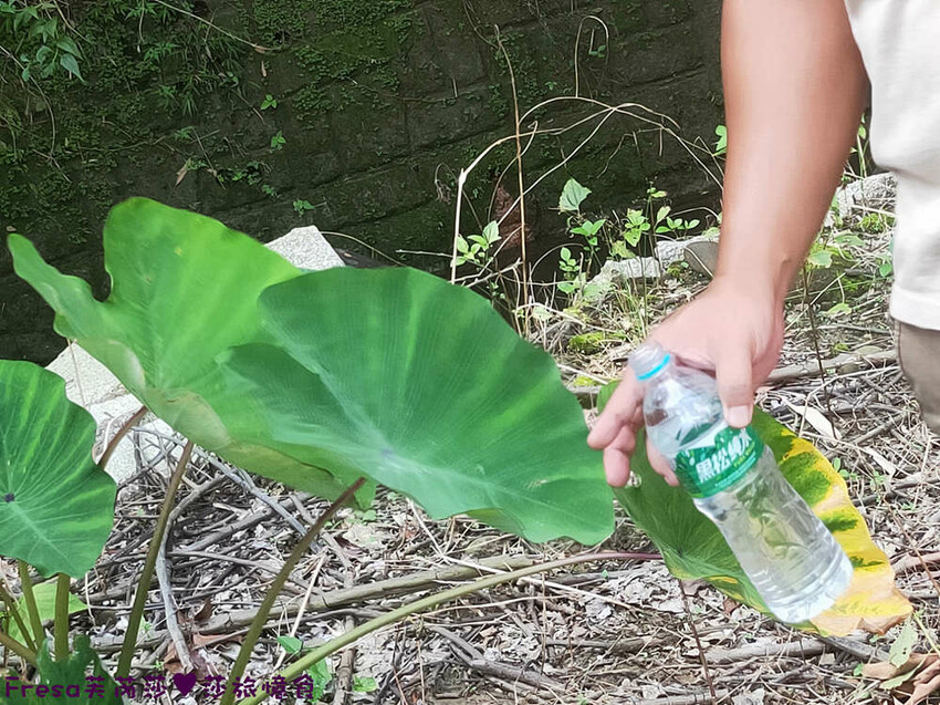 台南景點【後壁頂長Ｘ佳里延平Ｘ楠西密枝】深入農業社區體驗捉泥鰍樂趣.手炒黑糖花生塊綁鴿笭.果農之家水果餐ＤＩＹ芒果醬 - Fresa芙芮莎♥莎旅憶食