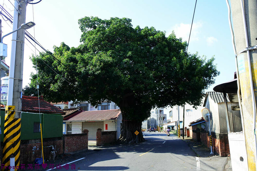 台南旅遊【東山聖賢Ｘ柳營果毅Ｘ善化溪美】農村體驗採草菇/草菇包/火龍果/甘蔗.ＤＩＹ越式春捲/黑糖粿/甘蔗榨汁│台南景點│農村社區旅遊 - Fresa芙芮莎♥莎旅憶食