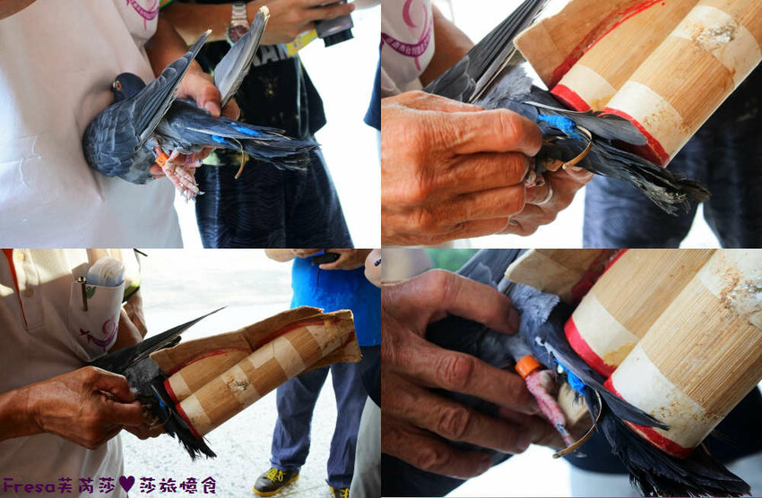 台南景點【後壁頂長Ｘ佳里延平Ｘ楠西密枝】深入農業社區體驗捉泥鰍樂趣.手炒黑糖花生塊綁鴿笭.果農之家水果餐ＤＩＹ芒果醬 - Fresa芙芮莎♥莎旅憶食