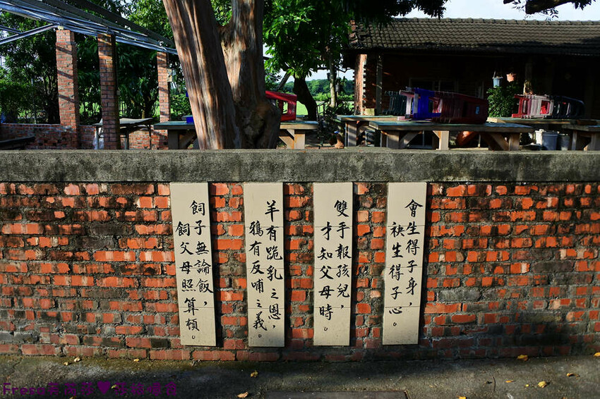 台南景點【後壁頂長Ｘ佳里延平Ｘ楠西密枝】深入農業社區體驗捉泥鰍樂趣.手炒黑糖花生塊綁鴿笭.果農之家水果餐ＤＩＹ芒果醬 - Fresa芙芮莎♥莎旅憶食