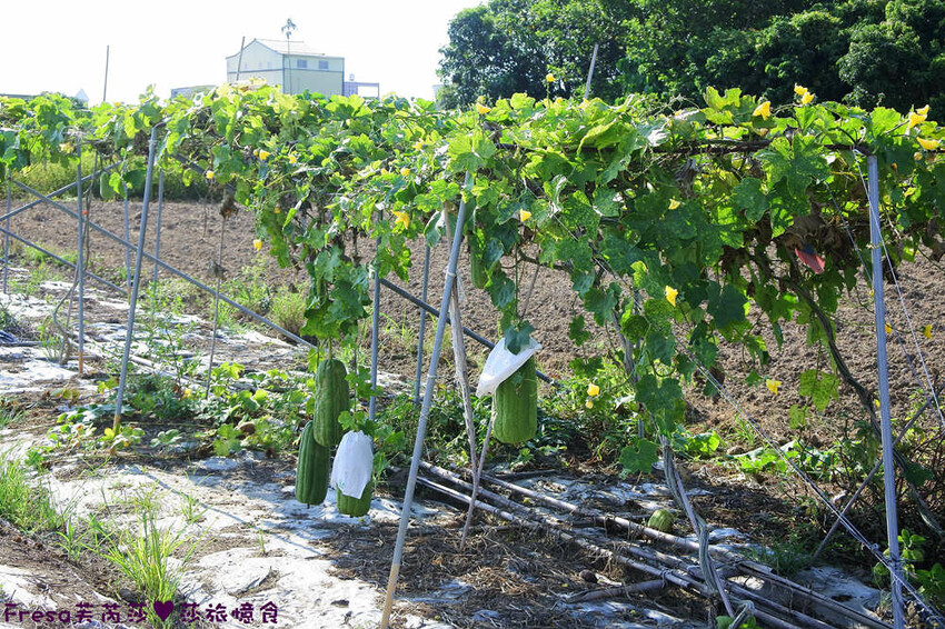 台南旅遊【東山聖賢Ｘ柳營果毅Ｘ善化溪美】農村體驗採草菇/草菇包/火龍果/甘蔗.ＤＩＹ越式春捲/黑糖粿/甘蔗榨汁│台南景點│農村社區旅遊 - Fresa芙芮莎♥莎旅憶食
