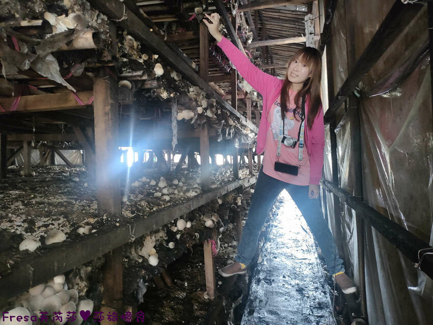 台南旅遊【東山聖賢Ｘ柳營果毅Ｘ善化溪美】農村體驗採草菇/草菇包/火龍果/甘蔗.ＤＩＹ越式春捲/黑糖粿/甘蔗榨汁│台南景點│農村社區旅遊 - Fresa芙芮莎♥莎旅憶食