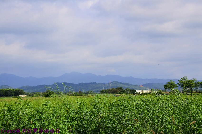 台南旅遊【東山聖賢Ｘ柳營果毅Ｘ善化溪美】農村體驗採草菇/草菇包/火龍果/甘蔗.ＤＩＹ越式春捲/黑糖粿/甘蔗榨汁│台南景點│農村社區旅遊 - Fresa芙芮莎♥莎旅憶食