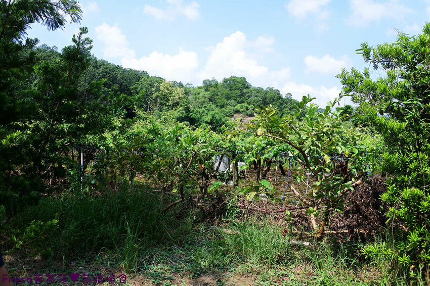 台南景點【後壁頂長Ｘ佳里延平Ｘ楠西密枝】深入農業社區體驗捉泥鰍樂趣.手炒黑糖花生塊綁鴿笭.果農之家水果餐ＤＩＹ芒果醬 - Fresa芙芮莎♥莎旅憶食