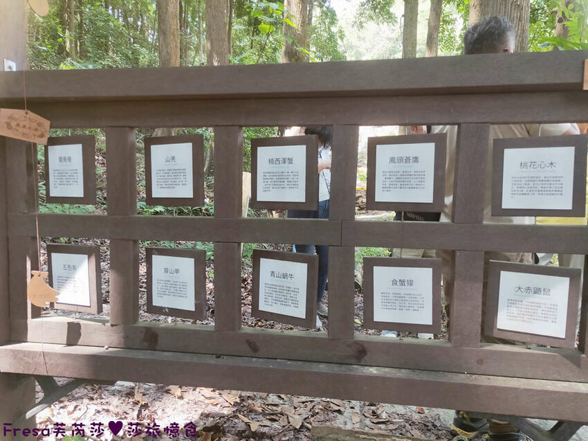 台南景點【後壁頂長Ｘ佳里延平Ｘ楠西密枝】深入農業社區體驗捉泥鰍樂趣.手炒黑糖花生塊綁鴿笭.果農之家水果餐ＤＩＹ芒果醬 - Fresa芙芮莎♥莎旅憶食