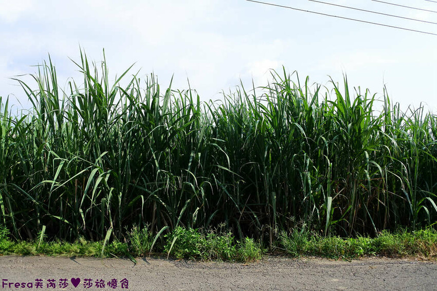 台南旅遊【東山聖賢Ｘ柳營果毅Ｘ善化溪美】農村體驗採草菇/草菇包/火龍果/甘蔗.ＤＩＹ越式春捲/黑糖粿/甘蔗榨汁│台南景點│農村社區旅遊 - Fresa芙芮莎♥莎旅憶食
