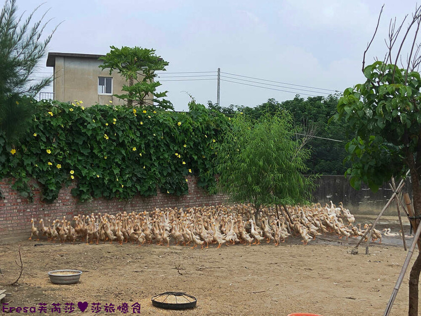 台南景點【後壁頂長Ｘ佳里延平Ｘ楠西密枝】深入農業社區體驗捉泥鰍樂趣.手炒黑糖花生塊綁鴿笭.果農之家水果餐ＤＩＹ芒果醬 - Fresa芙芮莎♥莎旅憶食