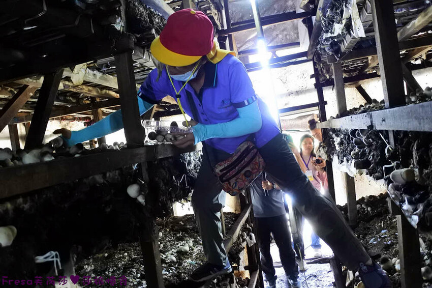 台南旅遊【東山聖賢Ｘ柳營果毅Ｘ善化溪美】農村體驗採草菇/草菇包/火龍果/甘蔗.ＤＩＹ越式春捲/黑糖粿/甘蔗榨汁│台南景點│農村社區旅遊 - Fresa芙芮莎♥莎旅憶食