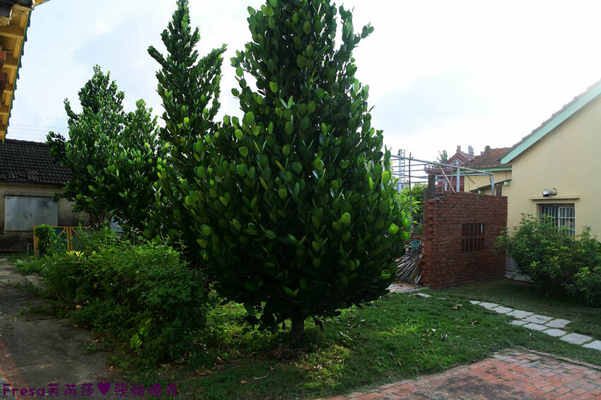 台南景點【後壁頂長Ｘ佳里延平Ｘ楠西密枝】深入農業社區體驗捉泥鰍樂趣.手炒黑糖花生塊綁鴿笭.果農之家水果餐ＤＩＹ芒果醬 - Fresa芙芮莎♥莎旅憶食