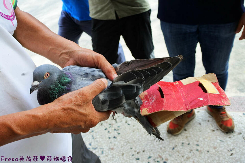 台南景點【後壁頂長Ｘ佳里延平Ｘ楠西密枝】深入農業社區體驗捉泥鰍樂趣.手炒黑糖花生塊綁鴿笭.果農之家水果餐ＤＩＹ芒果醬 - Fresa芙芮莎♥莎旅憶食