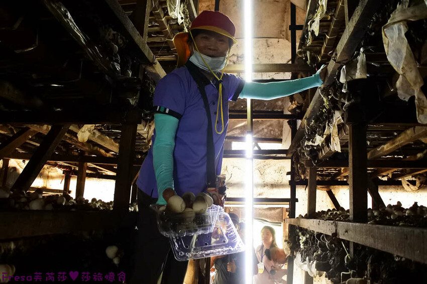 台南旅遊【東山聖賢Ｘ柳營果毅Ｘ善化溪美】農村體驗採草菇/草菇包/火龍果/甘蔗.ＤＩＹ越式春捲/黑糖粿/甘蔗榨汁│台南景點│農村社區旅遊 - Fresa芙芮莎♥莎旅憶食