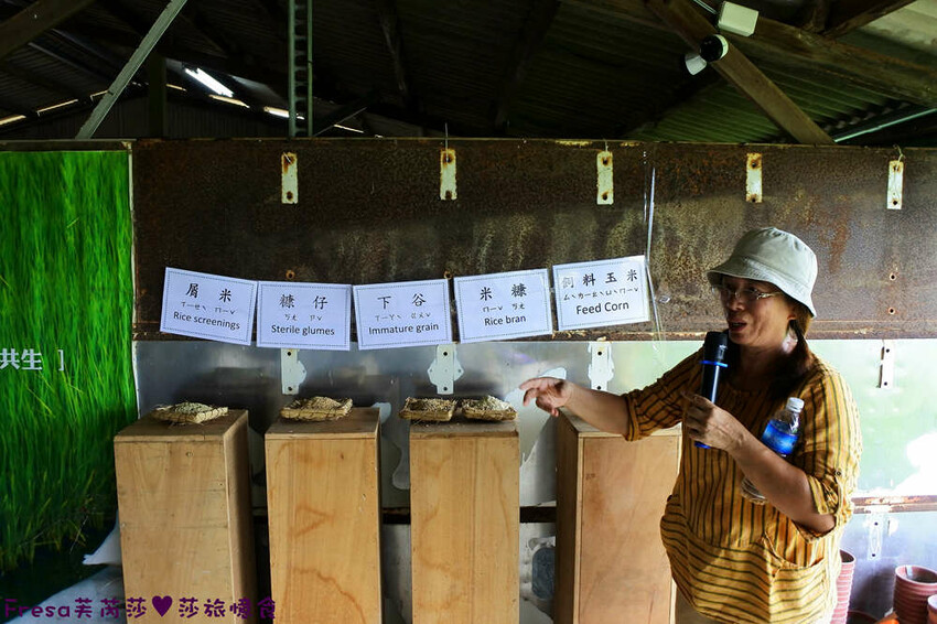 台南景點【後壁頂長Ｘ佳里延平Ｘ楠西密枝】深入農業社區體驗捉泥鰍樂趣.手炒黑糖花生塊綁鴿笭.果農之家水果餐ＤＩＹ芒果醬 - Fresa芙芮莎♥莎旅憶食