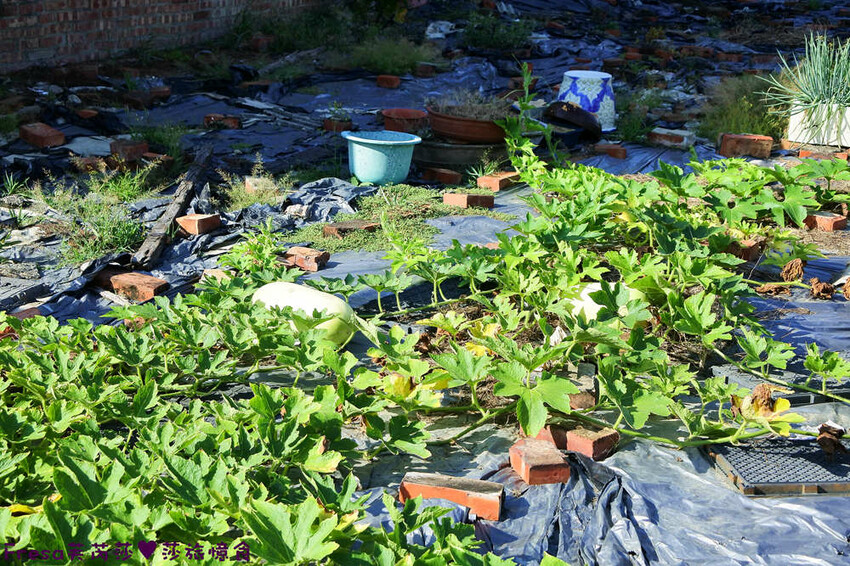 台南旅遊【東山聖賢Ｘ柳營果毅Ｘ善化溪美】農村體驗採草菇/草菇包/火龍果/甘蔗.ＤＩＹ越式春捲/黑糖粿/甘蔗榨汁│台南景點│農村社區旅遊 - Fresa芙芮莎♥莎旅憶食
