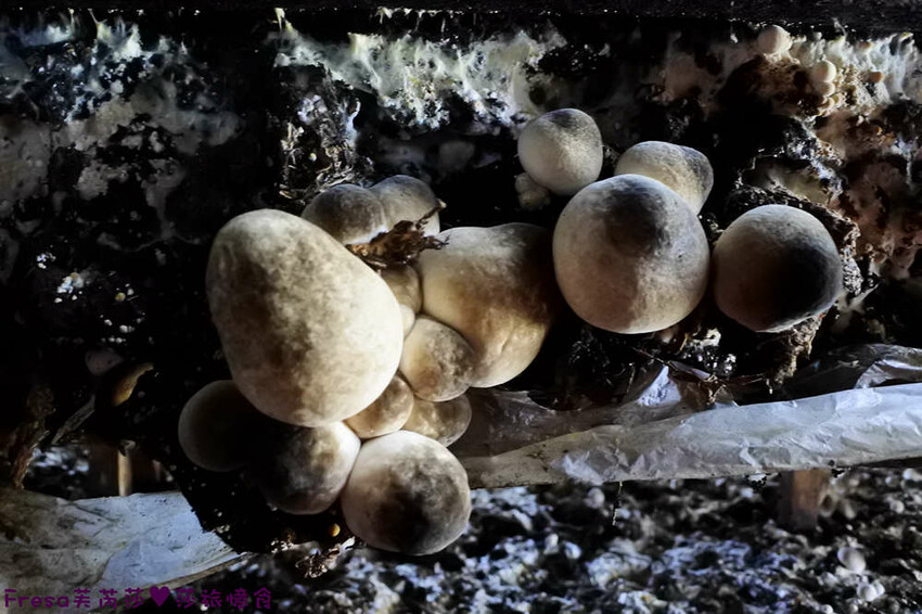 台南旅遊【東山聖賢Ｘ柳營果毅Ｘ善化溪美】農村體驗採草菇/草菇包/火龍果/甘蔗.ＤＩＹ越式春捲/黑糖粿/甘蔗榨汁│台南景點│農村社區旅遊 - Fresa芙芮莎♥莎旅憶食