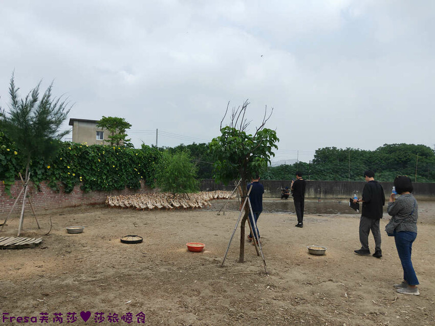 台南景點【後壁頂長Ｘ佳里延平Ｘ楠西密枝】深入農業社區體驗捉泥鰍樂趣.手炒黑糖花生塊綁鴿笭.果農之家水果餐ＤＩＹ芒果醬 - Fresa芙芮莎♥莎旅憶食