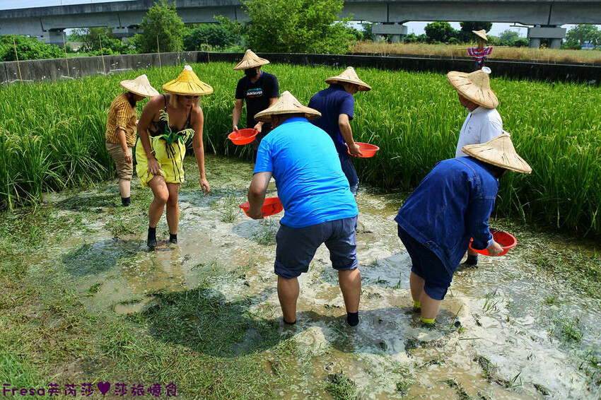 台南景點【後壁頂長Ｘ佳里延平Ｘ楠西密枝】深入農業社區體驗捉泥鰍樂趣.手炒黑糖花生塊綁鴿笭.果農之家水果餐ＤＩＹ芒果醬 - Fresa芙芮莎♥莎旅憶食