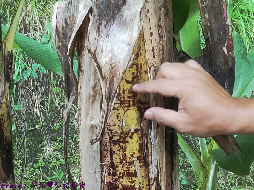 台南景點【後壁頂長Ｘ佳里延平Ｘ楠西密枝】深入農業社區體驗捉泥鰍樂趣.手炒黑糖花生塊綁鴿笭.果農之家水果餐ＤＩＹ芒果醬 - Fresa芙芮莎♥莎旅憶食