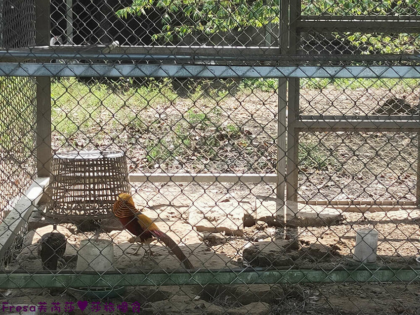 台南景點【後壁頂長Ｘ佳里延平Ｘ楠西密枝】深入農業社區體驗捉泥鰍樂趣.手炒黑糖花生塊綁鴿笭.果農之家水果餐ＤＩＹ芒果醬 - Fresa芙芮莎♥莎旅憶食