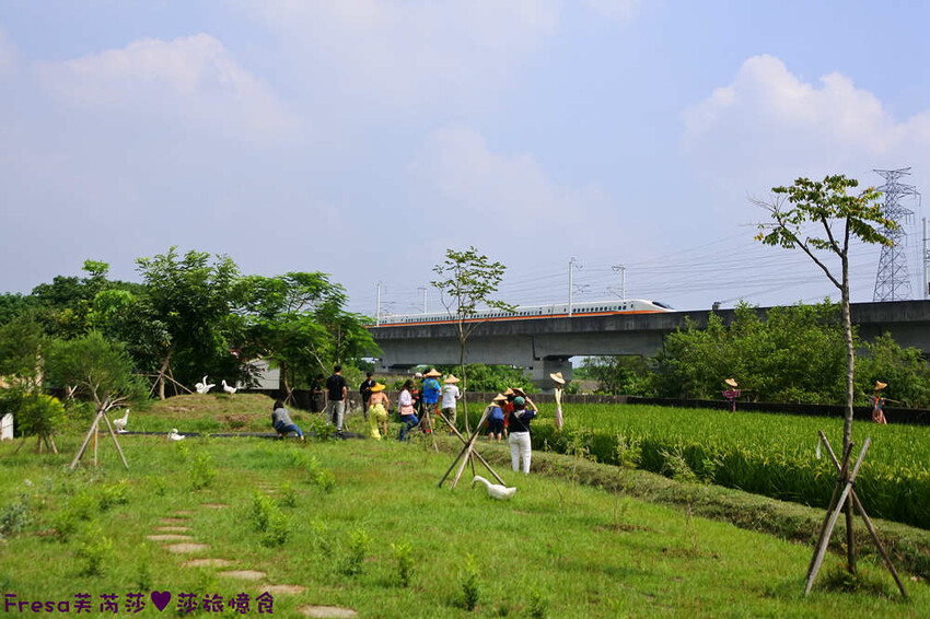 台南景點【後壁頂長Ｘ佳里延平Ｘ楠西密枝】深入農業社區體驗捉泥鰍樂趣.手炒黑糖花生塊綁鴿笭.果農之家水果餐ＤＩＹ芒果醬 - Fresa芙芮莎♥莎旅憶食