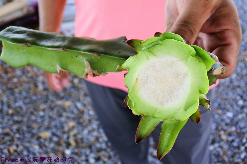 台南旅遊【東山聖賢Ｘ柳營果毅Ｘ善化溪美】農村體驗採草菇/草菇包/火龍果/甘蔗.ＤＩＹ越式春捲/黑糖粿/甘蔗榨汁│台南景點│農村社區旅遊 - Fresa芙芮莎♥莎旅憶食