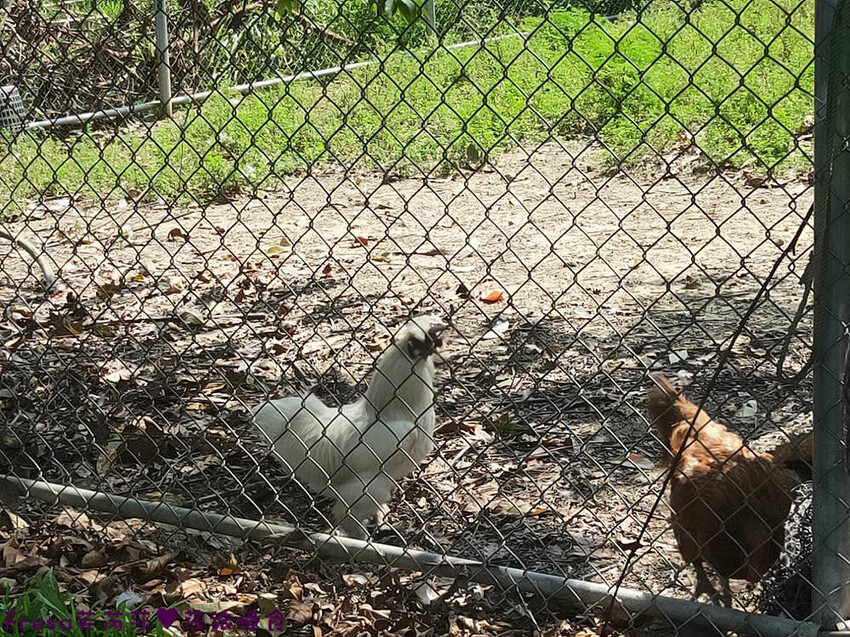 台南景點【後壁頂長Ｘ佳里延平Ｘ楠西密枝】深入農業社區體驗捉泥鰍樂趣.手炒黑糖花生塊綁鴿笭.果農之家水果餐ＤＩＹ芒果醬 - Fresa芙芮莎♥莎旅憶食