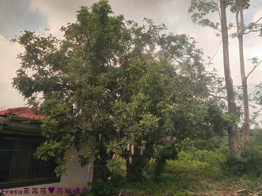 台南景點【後壁頂長Ｘ佳里延平Ｘ楠西密枝】深入農業社區體驗捉泥鰍樂趣.手炒黑糖花生塊綁鴿笭.果農之家水果餐ＤＩＹ芒果醬 - Fresa芙芮莎♥莎旅憶食