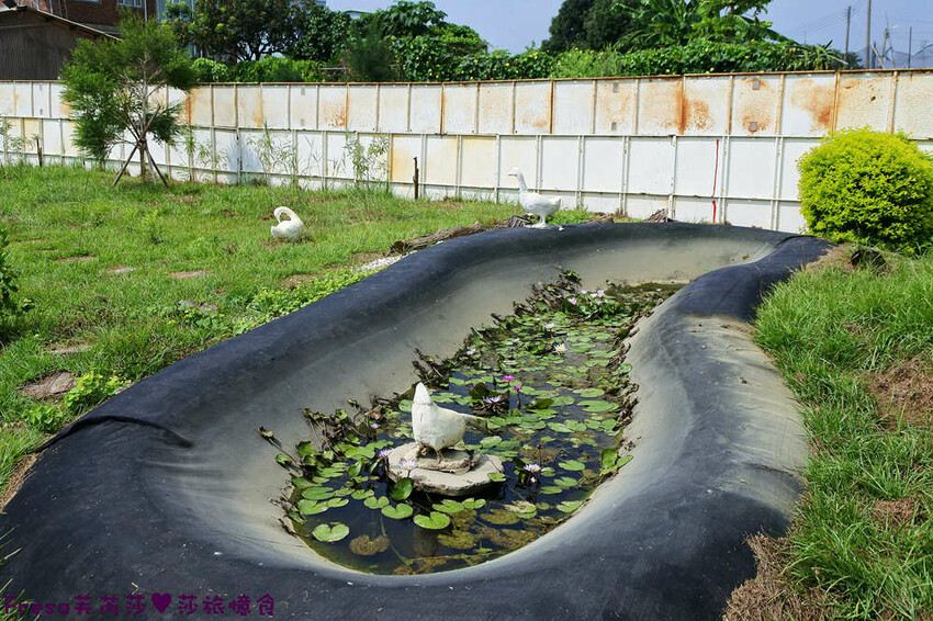 台南景點【後壁頂長Ｘ佳里延平Ｘ楠西密枝】深入農業社區體驗捉泥鰍樂趣.手炒黑糖花生塊綁鴿笭.果農之家水果餐ＤＩＹ芒果醬 - Fresa芙芮莎♥莎旅憶食