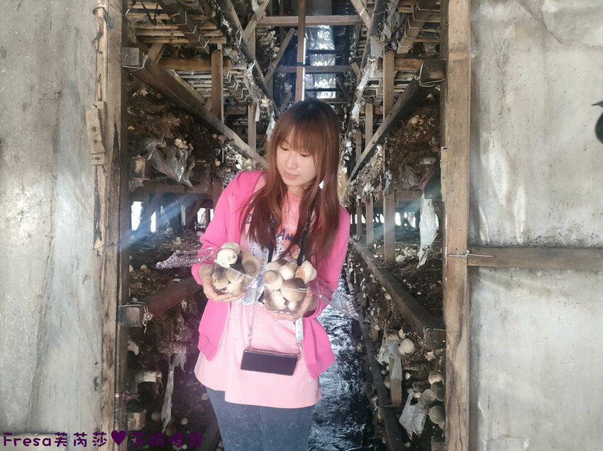 台南旅遊【東山聖賢Ｘ柳營果毅Ｘ善化溪美】農村體驗採草菇/草菇包/火龍果/甘蔗.ＤＩＹ越式春捲/黑糖粿/甘蔗榨汁│台南景點│農村社區旅遊 - Fresa芙芮莎♥莎旅憶食