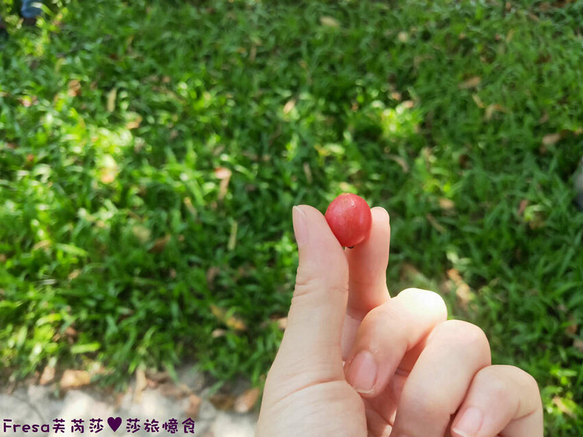 台南景點【後壁頂長Ｘ佳里延平Ｘ楠西密枝】深入農業社區體驗捉泥鰍樂趣.手炒黑糖花生塊綁鴿笭.果農之家水果餐ＤＩＹ芒果醬 - Fresa芙芮莎♥莎旅憶食