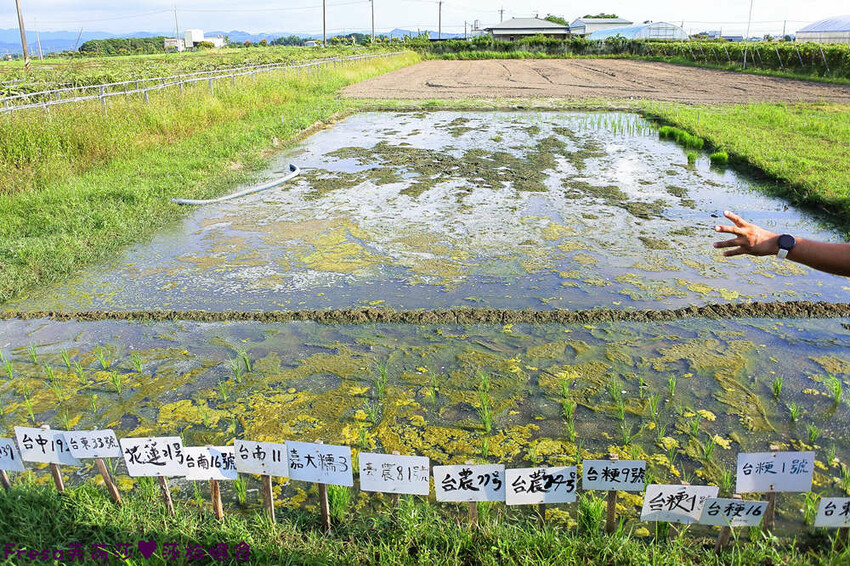 台南旅遊【東山聖賢Ｘ柳營果毅Ｘ善化溪美】農村體驗採草菇/草菇包/火龍果/甘蔗.ＤＩＹ越式春捲/黑糖粿/甘蔗榨汁│台南景點│農村社區旅遊 - Fresa芙芮莎♥莎旅憶食