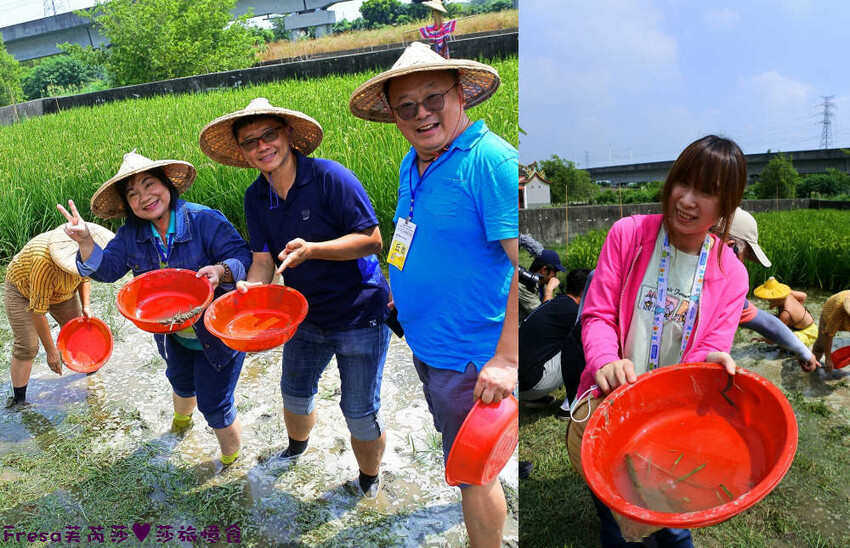 台南景點【後壁頂長Ｘ佳里延平Ｘ楠西密枝】深入農業社區體驗捉泥鰍樂趣.手炒黑糖花生塊綁鴿笭.果農之家水果餐ＤＩＹ芒果醬 - Fresa芙芮莎♥莎旅憶食