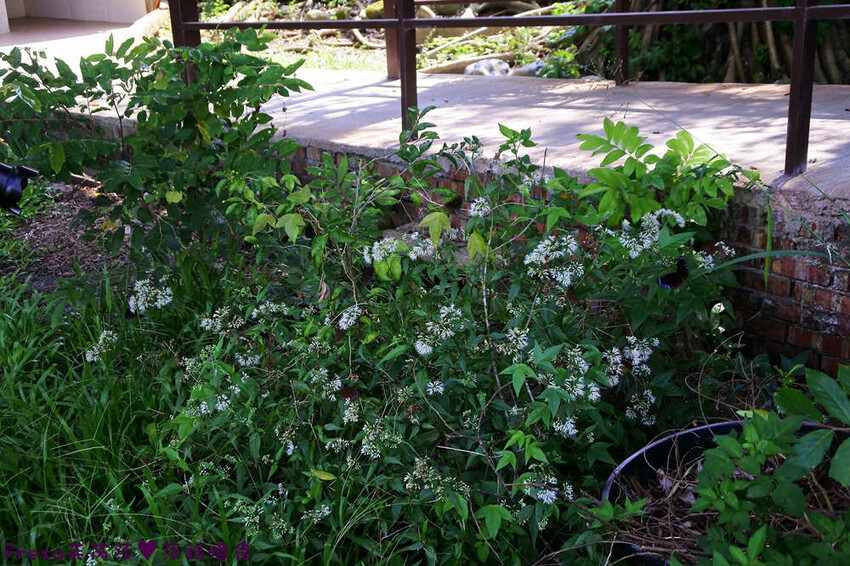 台南景點【後壁頂長Ｘ佳里延平Ｘ楠西密枝】深入農業社區體驗捉泥鰍樂趣.手炒黑糖花生塊綁鴿笭.果農之家水果餐ＤＩＹ芒果醬 - Fresa芙芮莎♥莎旅憶食