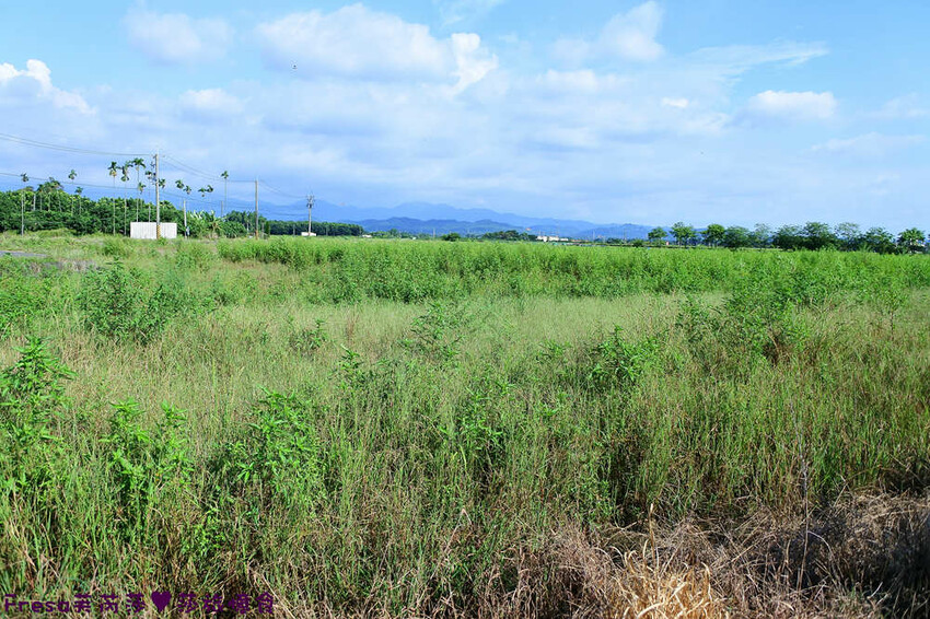 台南旅遊【東山聖賢Ｘ柳營果毅Ｘ善化溪美】農村體驗採草菇/草菇包/火龍果/甘蔗.ＤＩＹ越式春捲/黑糖粿/甘蔗榨汁│台南景點│農村社區旅遊 - Fresa芙芮莎♥莎旅憶食