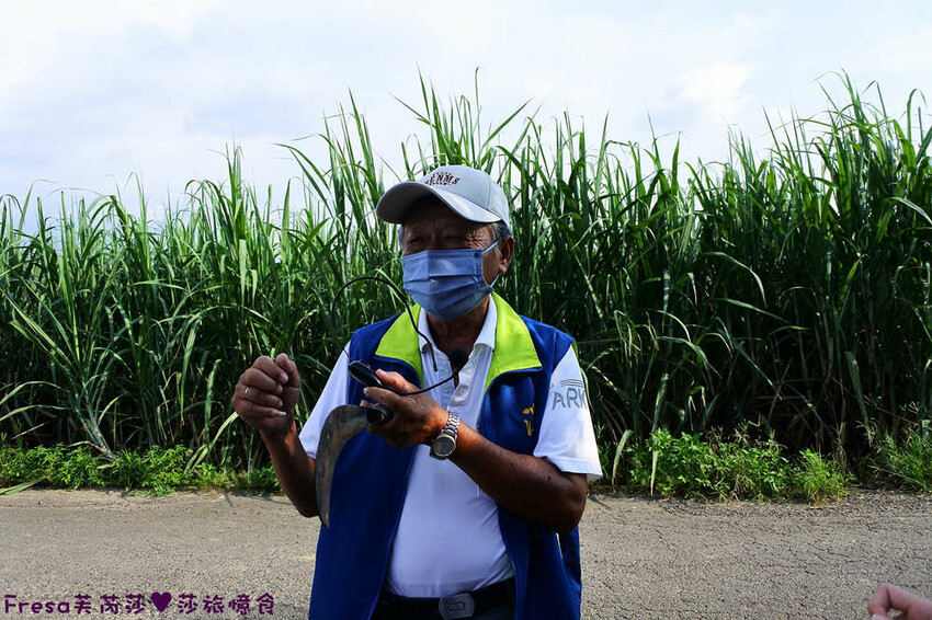 台南旅遊【東山聖賢Ｘ柳營果毅Ｘ善化溪美】農村體驗採草菇/草菇包/火龍果/甘蔗.ＤＩＹ越式春捲/黑糖粿/甘蔗榨汁│台南景點│農村社區旅遊 - Fresa芙芮莎♥莎旅憶食