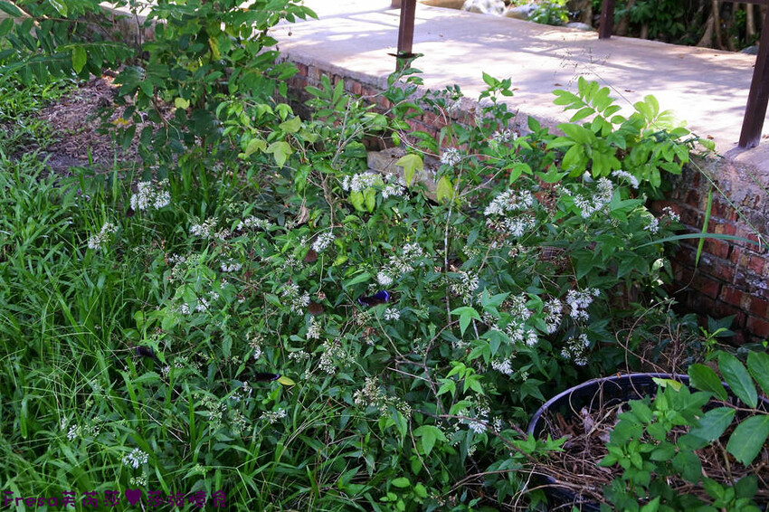 台南景點【後壁頂長Ｘ佳里延平Ｘ楠西密枝】深入農業社區體驗捉泥鰍樂趣.手炒黑糖花生塊綁鴿笭.果農之家水果餐ＤＩＹ芒果醬 - Fresa芙芮莎♥莎旅憶食