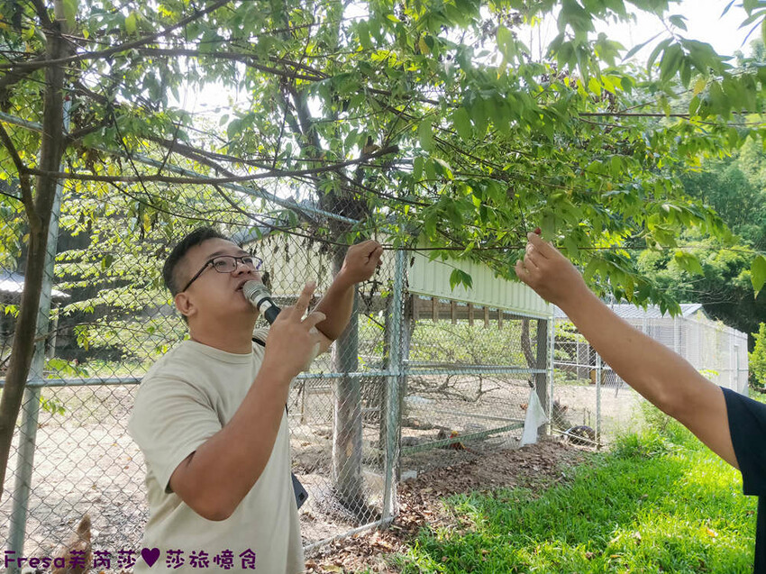 台南景點【後壁頂長Ｘ佳里延平Ｘ楠西密枝】深入農業社區體驗捉泥鰍樂趣.手炒黑糖花生塊綁鴿笭.果農之家水果餐ＤＩＹ芒果醬 - Fresa芙芮莎♥莎旅憶食
