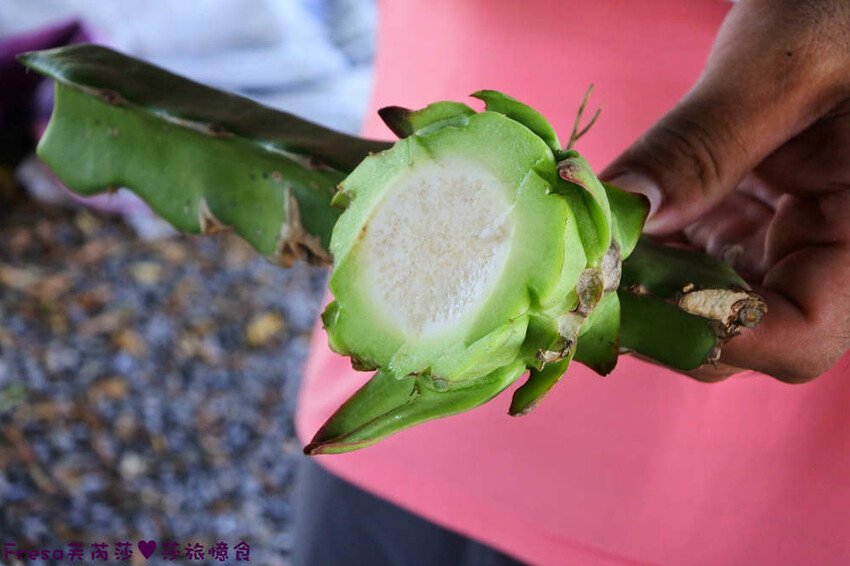 台南旅遊【東山聖賢Ｘ柳營果毅Ｘ善化溪美】農村體驗採草菇/草菇包/火龍果/甘蔗.ＤＩＹ越式春捲/黑糖粿/甘蔗榨汁│台南景點│農村社區旅遊 - Fresa芙芮莎♥莎旅憶食