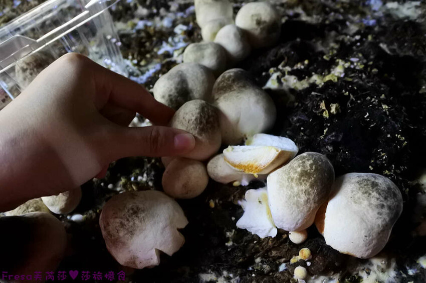 台南旅遊【東山聖賢Ｘ柳營果毅Ｘ善化溪美】農村體驗採草菇/草菇包/火龍果/甘蔗.ＤＩＹ越式春捲/黑糖粿/甘蔗榨汁│台南景點│農村社區旅遊 - Fresa芙芮莎♥莎旅憶食