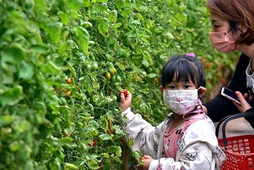 苗栗卓蘭【福德蔬果農園】採摘蔬果趣味體驗
