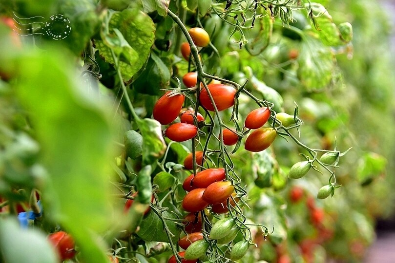 苗栗卓蘭【福德蔬果農園】採摘蔬果趣味體驗