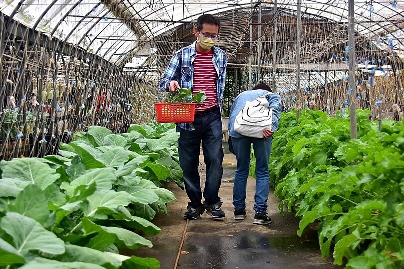 苗栗卓蘭【福德蔬果農園】採摘蔬果趣味體驗